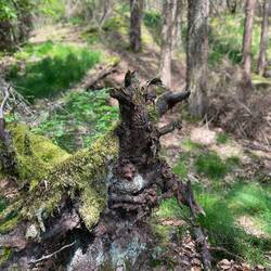 Erinnert mich an einen Tierkopf. Dich auch?