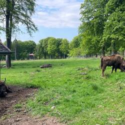 Die Wisente im Wildfreigehege in Rappweiler