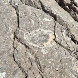 Fossilien