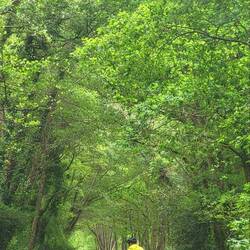 Heute haben wir viel Wald erlebt.