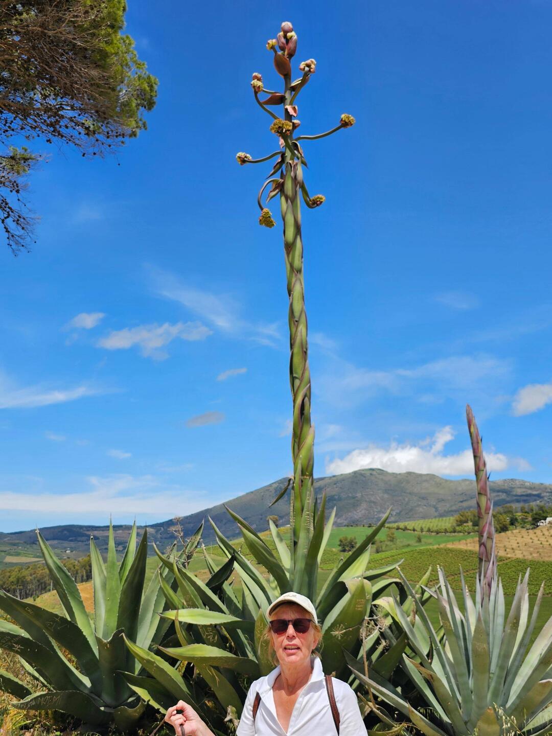Agave