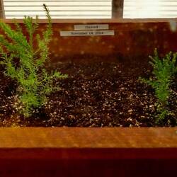 Sequoia's kein Jahr alt