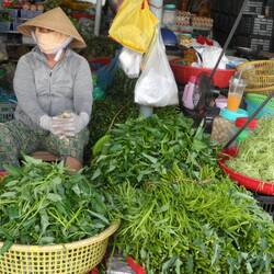 liseron d'eau sous toutes ses formes