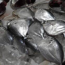 des poissons inconnus