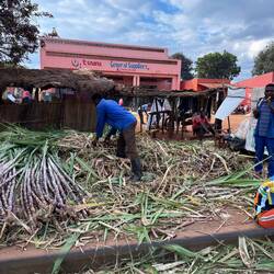 ...auch hier: Zuckerrohr am Straßenrand