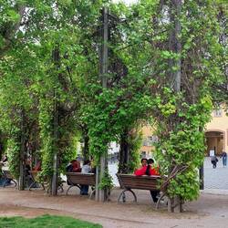 Unter den Weinlauben tummeln sich allerlei Völkchen
