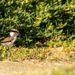 Spur winged lapwing chick