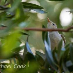 Eastern Olivaceous Warbler