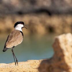 Spur winged lapwing