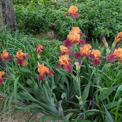 Hokie Irises