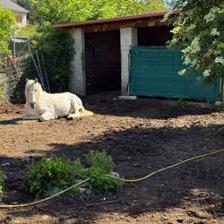 Horse in the village