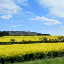 Beautiful rape-seed flowers. (mustard-green family)