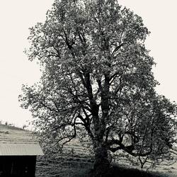 Uralte Bäume im Berner Oberland: so schön!