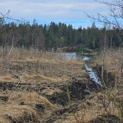 Das sieht eher nach Moorentwässerung, denn nach Wiedervernässung aus...