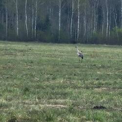 Wieder mal ein Kranich...
