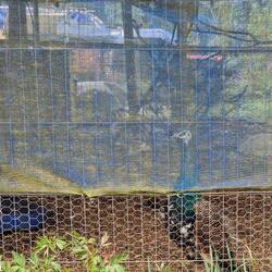 Peacocks next to Rainboat