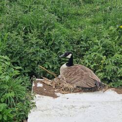 Mamma goose incubating her eggs on an unusual nest