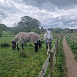Friendly horses near our mooring