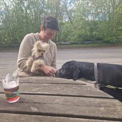 Little and Large. Leo making friends with Kika, the Great Dane outside The Sportsman