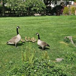 These geese had taken their young brood to graze on someone's back garden.