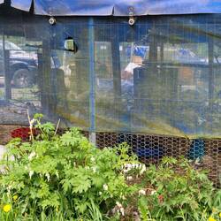 A white peacock too. The netting is likely there to protect them from bird flu