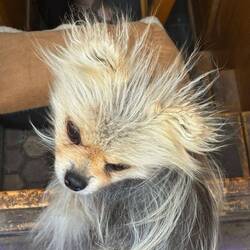 Leo took a shine to John