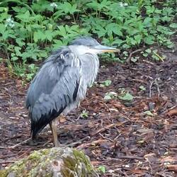 Ein Graureiher ohne jegliche Furcht.