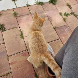 Gesellschaft beim Mittagessen