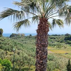 Meine Palme immer in Sichtweite