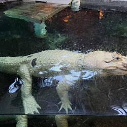 Weißer Alligator mit blauen Augen