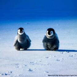Real life "Happy Feet" penguin chicks from Gary's presentation.