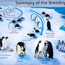 Chart from Gary's presentation on the Emperor Penguin breeding cycle.