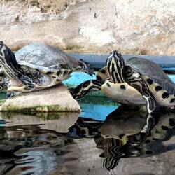 Turtle Rescue Center ... Mittagspause auch für Schildkröten