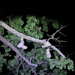 Unsere alten Meindl's hängen noch im Baum 😂 Die haben nun 4 Hurrikans überstanden