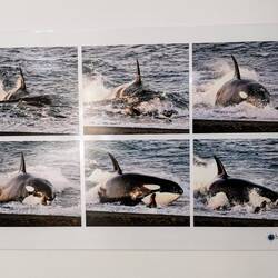 Das wollten wir eigentlich sehen: die einzigartige Jagdtechnik der hiesigen Orcas