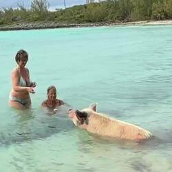 los ging's mit einem der inzwischen vielen Pig Beaches