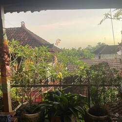My own little oasis of a terrace 🥰