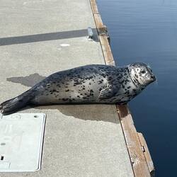Young seal "Arrowhead"