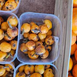 Mispeln (hab ich das erste Mal gegessen)