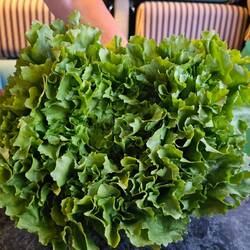 Rudy muss Salat essen