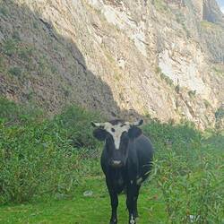 Kuhli-Muh Perú