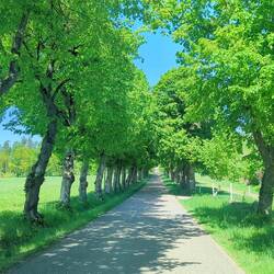 Eine wunderschöne Allee führt zum See