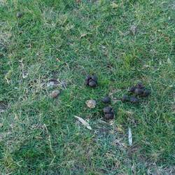 Frische Spuren! Trommelwirbel ...