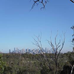wo eine Kolonie Flughunde stadtnah siedelt.