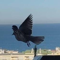 ... and so does a Eurasian Collared dove.