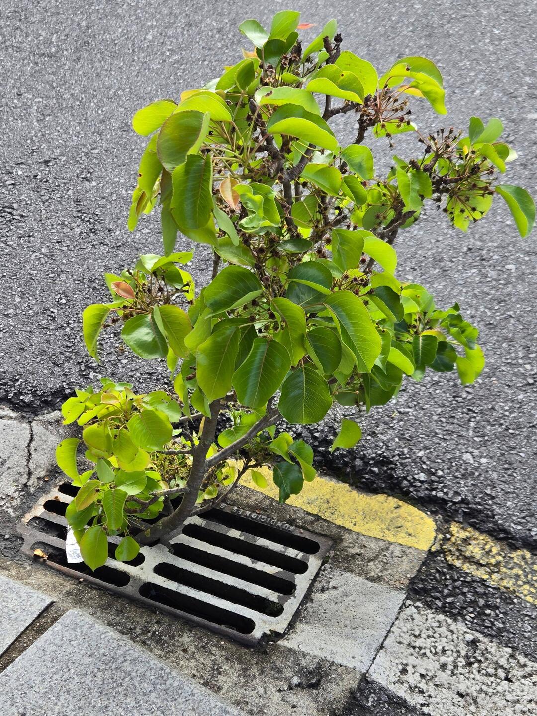 A tree grows in Pontevedra