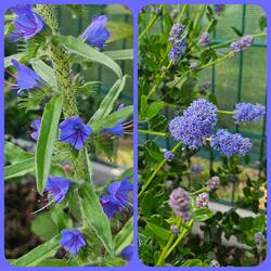 Natternkopf und Säckelblume am Campingplatz