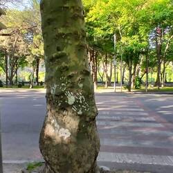 Da hat wieder einer richtig aufgepasst. Was war wohl zuerst da? Die Platane oder der Zebrastreifen..