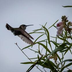 Die Nachbarn sind sehr nett, aber auch recht flatterhaft.☺️