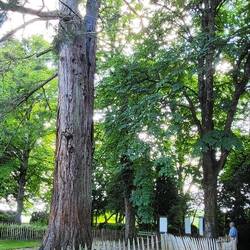 Auch hier gibt es ein kleines Arboretum